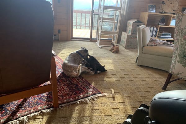 House sit in Jackson, WY, US