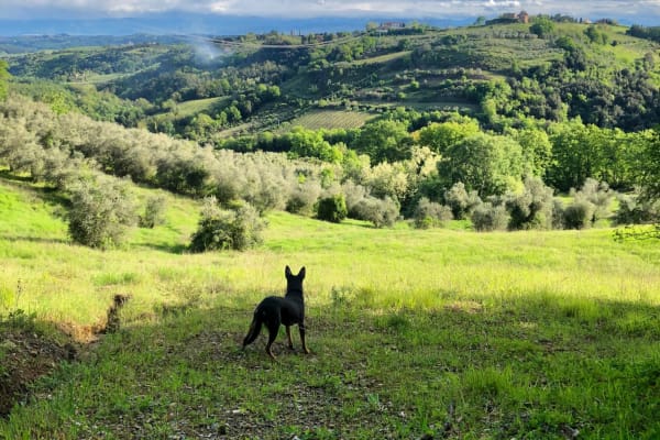 House sit in Montaione, Italy