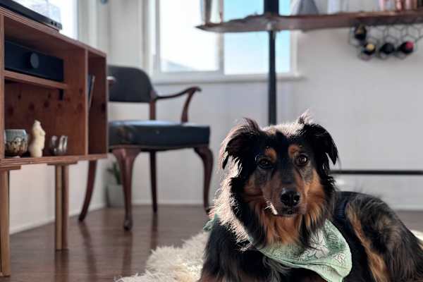 House sit in Brooklyn, NY, US