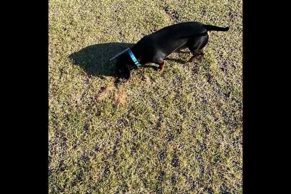 House sit in Geraldton, WA, Australia