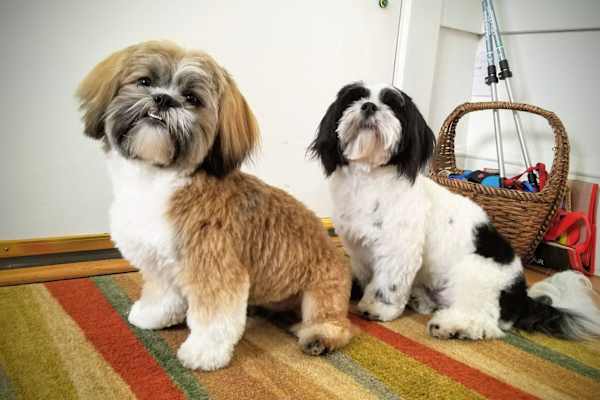 House sit in Oakland, CA, US