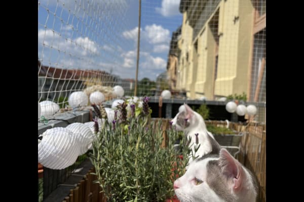 House sit in Berlin, Germany