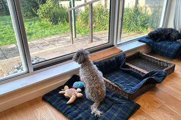 House sit in Bridport, United Kingdom