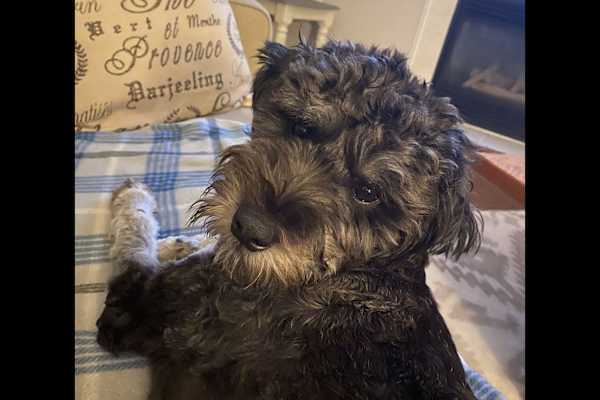 House sit in Milford, DE, US