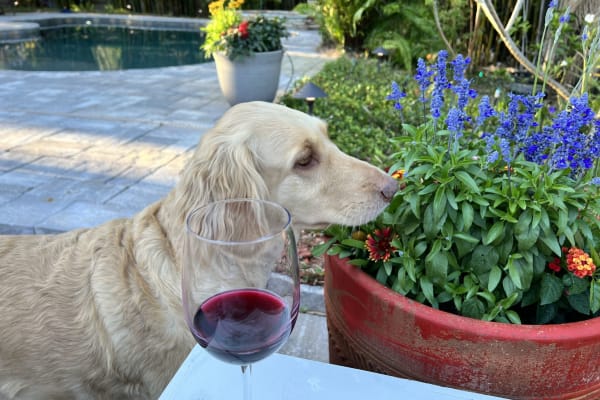 House sit in Titusville, FL, US