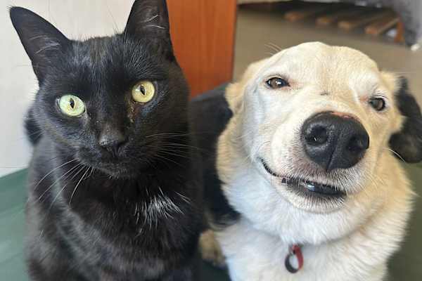 House sit in Brisbane, QLD, Australia