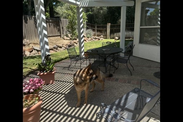 House sit in Davis, CA, US