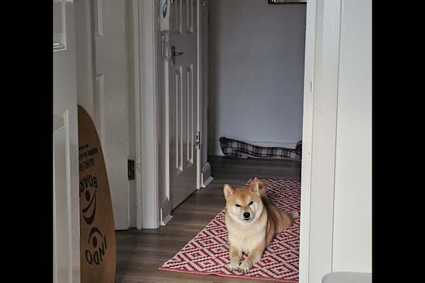 House sit in Finsbury Park, United Kingdom