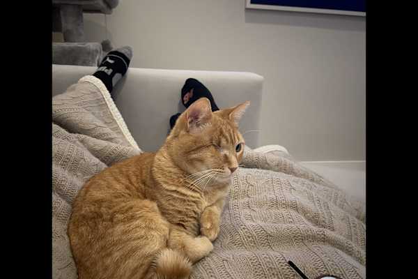 House sit in White Plains, NY, US