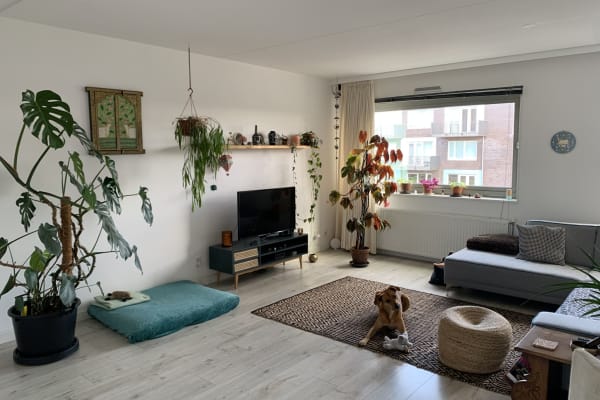 House sit in Almere Poort, Netherlands