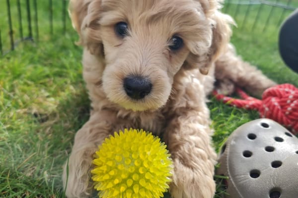 House sit in Richmond, New Zealand