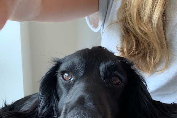 House sit in Shaftesbury, United Kingdom