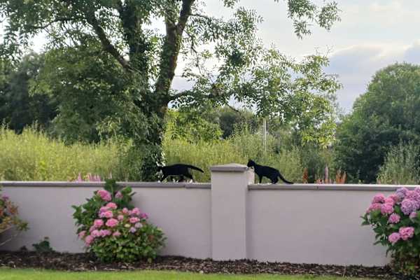 House sit in Oughterard, Ireland