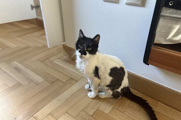House sit in Athens, Greece