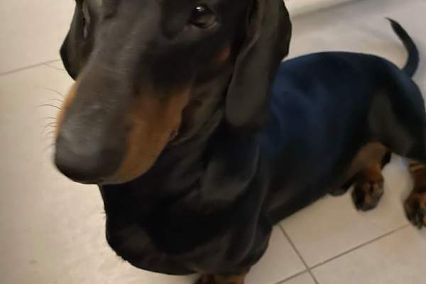 House sit in Playa del Carmen, Mexico