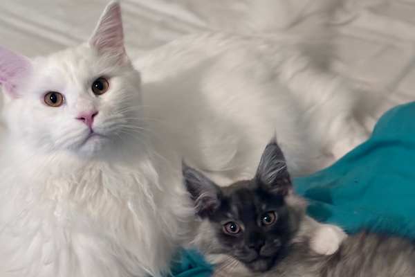 House sit in Leipzig, Germany