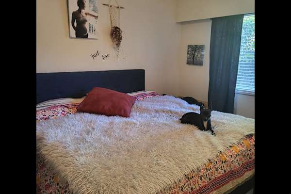 House sit in Vancouver, BC, Canada