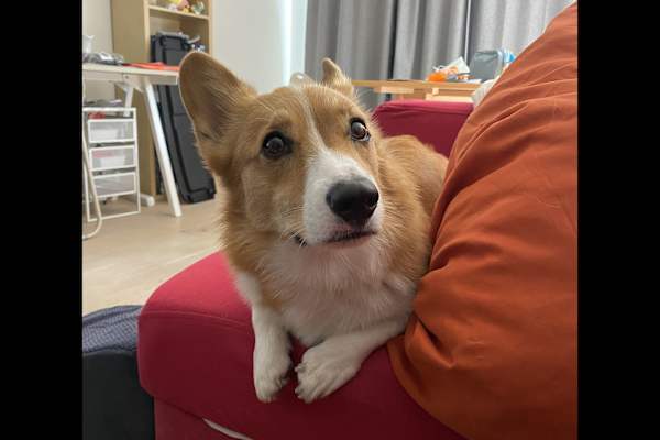 House sit in Wezemaal, Belgium