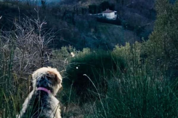 House sit in Gallinaro, Italy