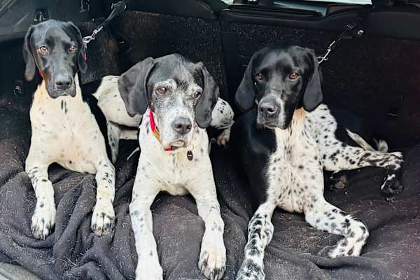 House sit in West Bridgford, United Kingdom