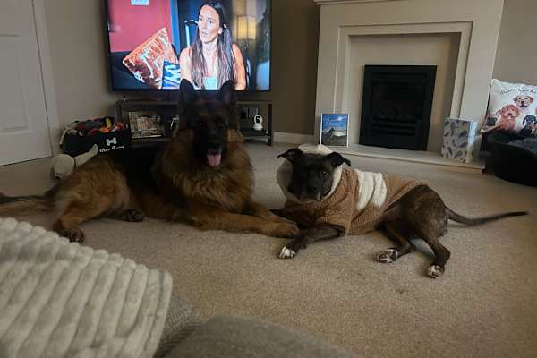 House sit in Glasgow, United Kingdom