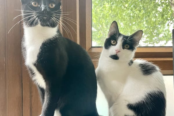 House sit in London, United Kingdom