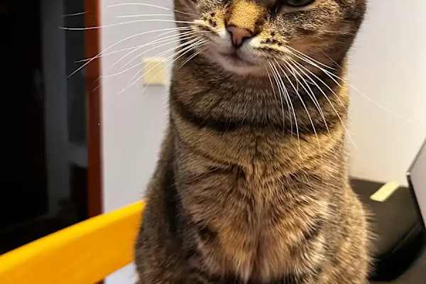 House sit in Prague, Czech Republic