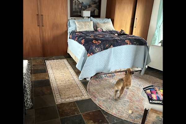 House sit in San Clemente, CA, US