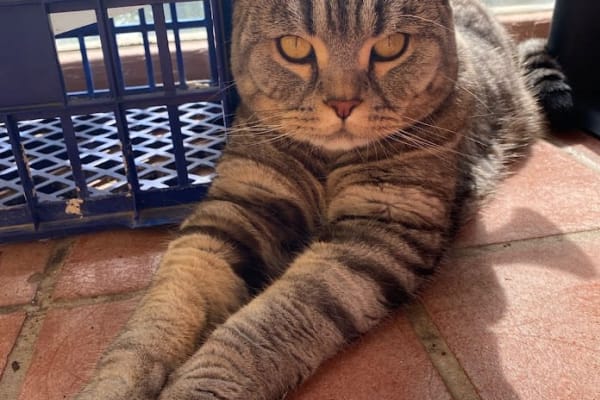 House sit in Sydney, NSW, Australia