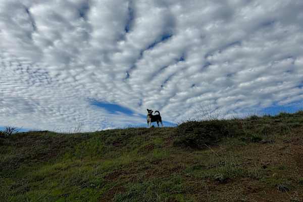 House sit in Pacifica, CA, US