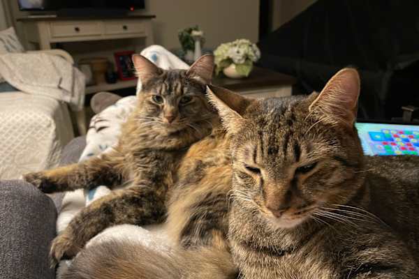 House sit in Abbotsford, BC, Canada