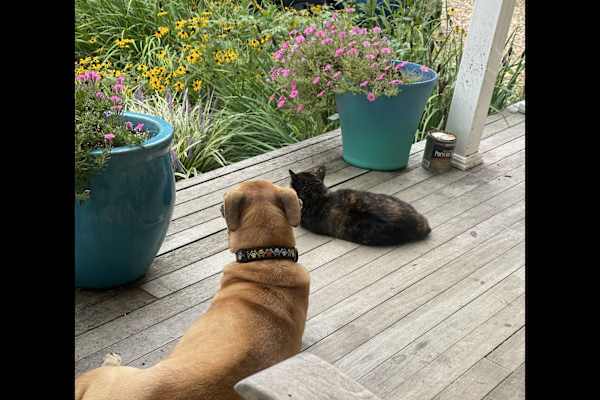 House sit in Charlottesville, VA, US