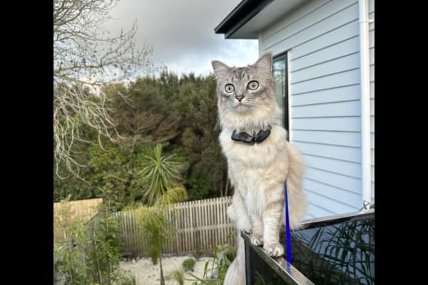 House sit in Auckland, New Zealand