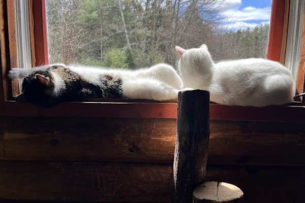 House sit in Orland, ME, US