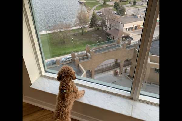 House sit in Barrie, ON, Canada