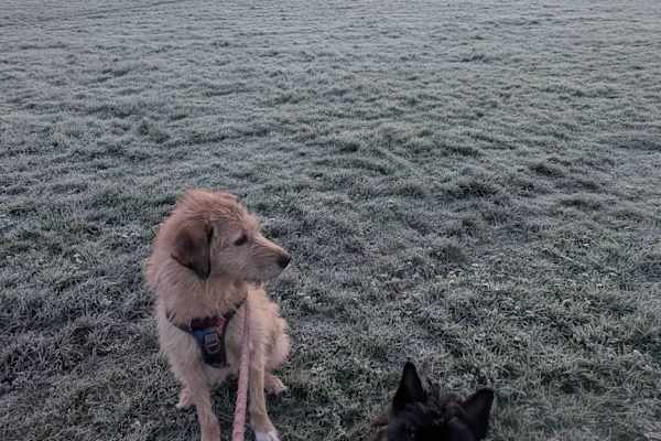 House sit in Lancaster, United Kingdom