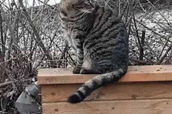 House sit in Vernon, BC, Canada