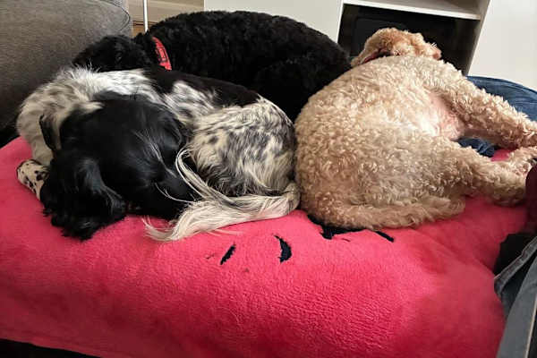 House sit in Alton, United Kingdom