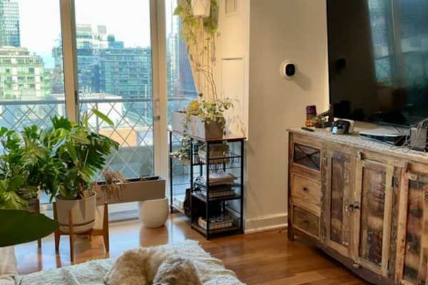 House sit in Toronto, ON, Canada