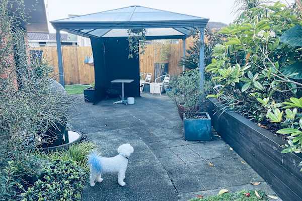 House sit in Whangarei, New Zealand
