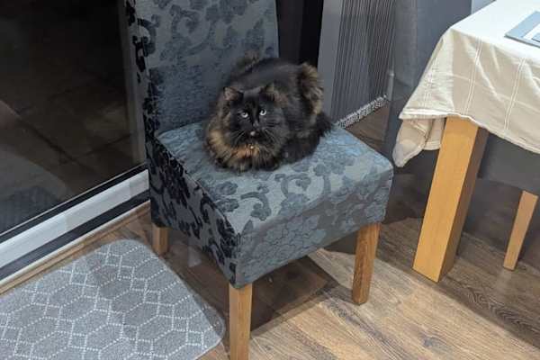 House sit in Risca, United Kingdom