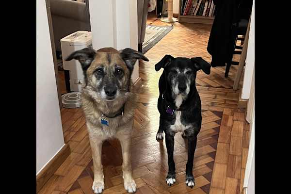 House sit in Lisbon, Portugal