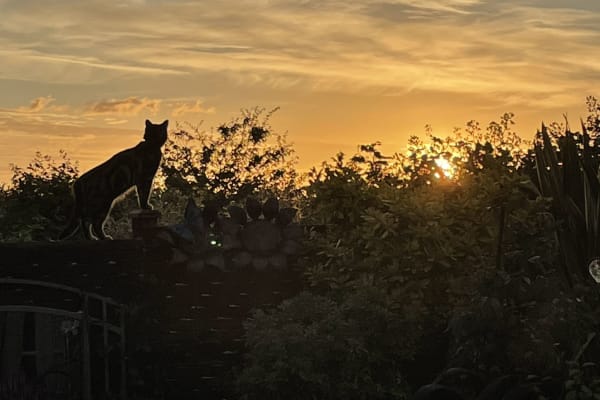 House sit in Gainsborough, United Kingdom