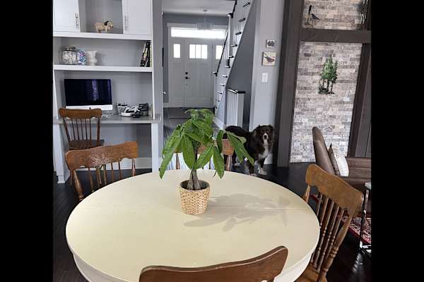 House sit in Almonte, ON, Canada