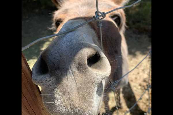 House sit in Soquel, CA, US