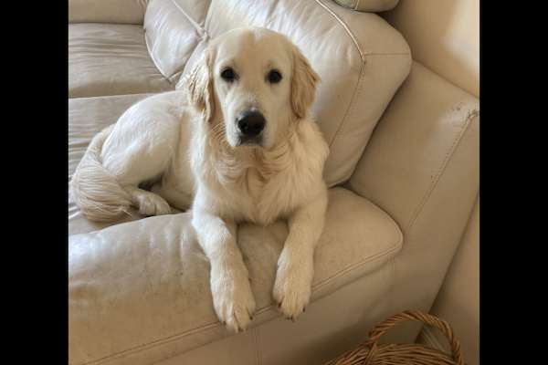 House sit in Arelho, Portugal