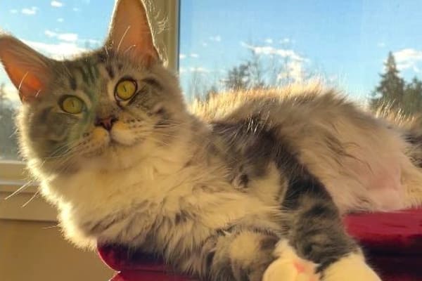 House sit in Bainbridge Island, WA, US