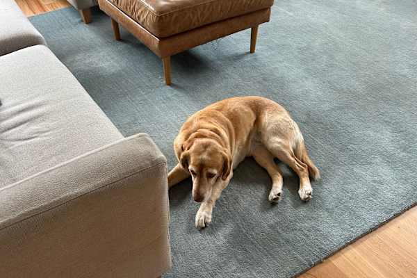 House sit in Glen Iris, VIC, Australia