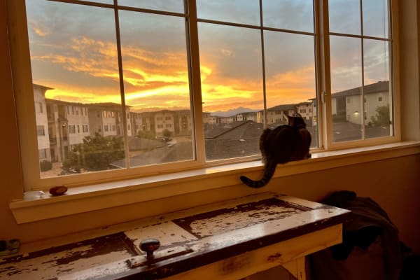 House sit in Lafayette, CO, US