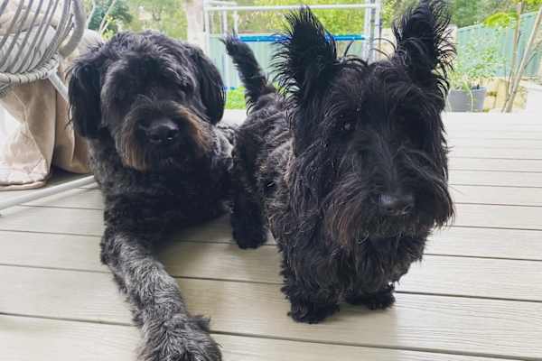 House sit in Perth, WA, Australia